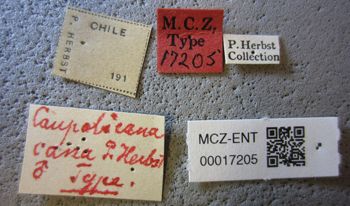 Media type: image;   Entomology 17205 Aspect: labels